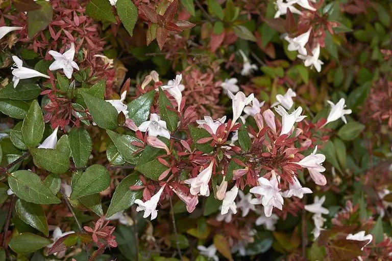 5种花别放家里养，寓意差遭人嫌，你家有几种？