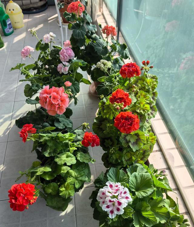 听劝！4种花，别养“老桩苗”，养小苗更香
