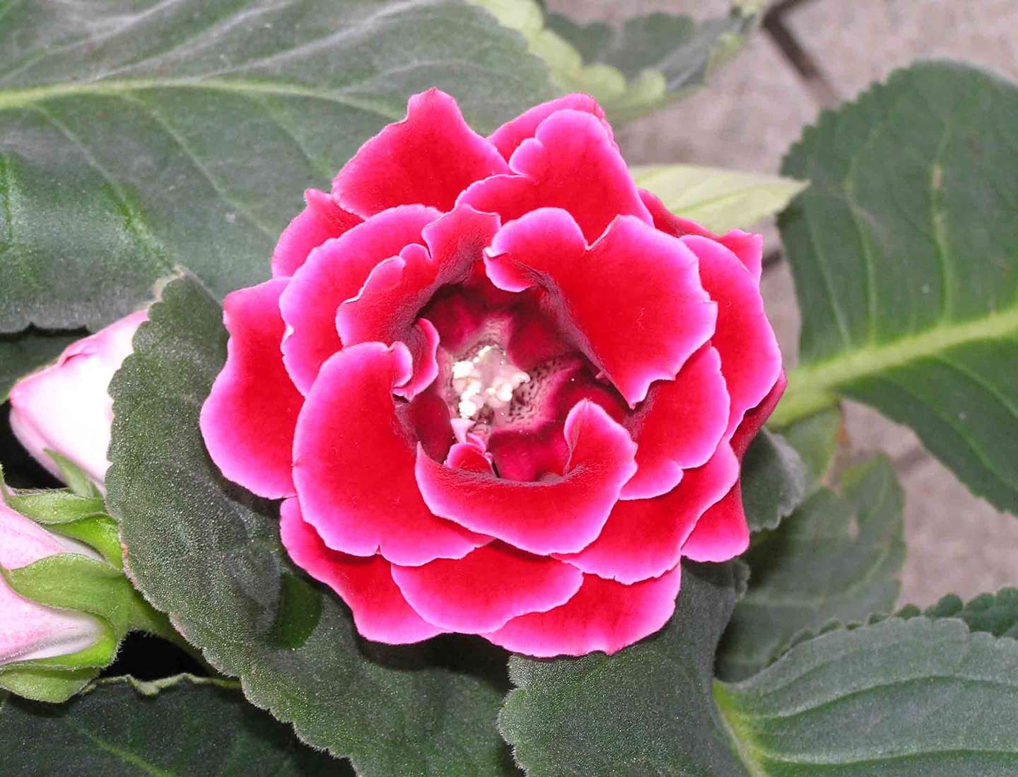 室内养花不可少的8种开花植物,附详细养护小技巧