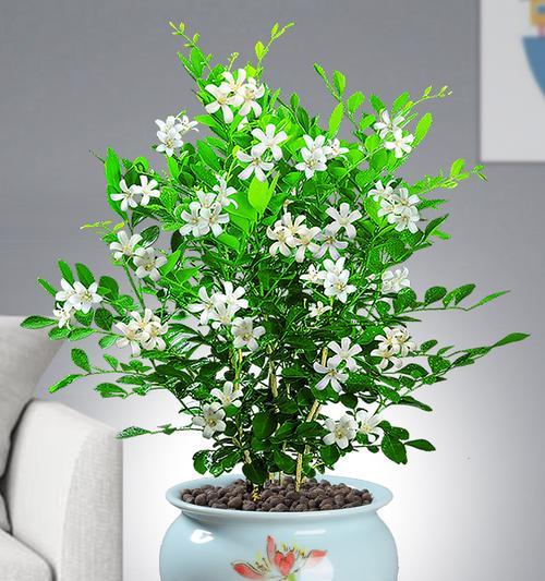 九里香开花时间详解(揭秘九里香开花季节及开花特点)_花植网
