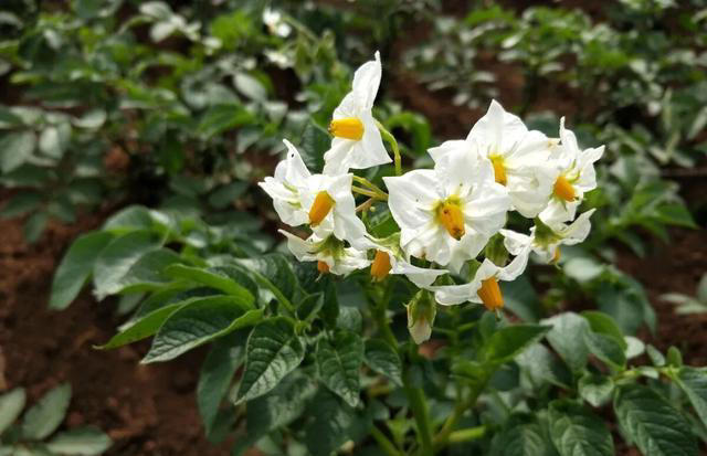 带你了解生活中常见蔬菜种类开花的样子，比花卉还更好看