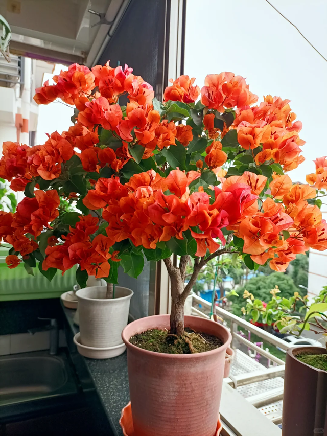 立冬前给4种花“剃头”，下手狠点，来年芽多花更繁