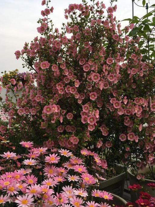养小木槿,注意4点,轻松度夏,花朵呼呼开,一年开300多天
