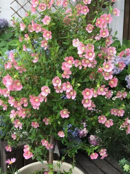 养小木槿,注意4点,轻松度夏,花朵呼呼开,一年开300多天