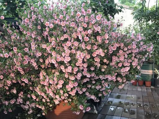 养小木槿,注意4点,轻松度夏,花朵呼呼开,一年开300多天