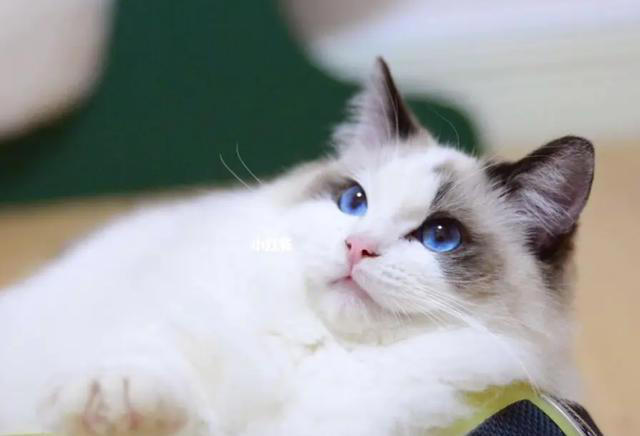 探索布偶猫的美食世界,让你的布偶猫享受人类食物的美味!