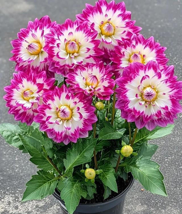 在家养这“7种花”，种一次，年年开花，越养越多。