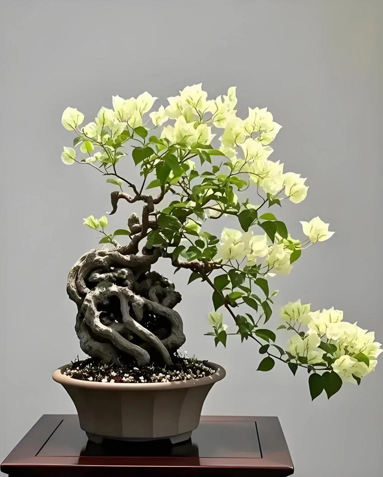 三角梅盆景不开花？教你让它复花爆花！