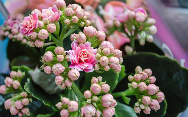 6种“富贵花”，好养易开花，轻松养爆盆！