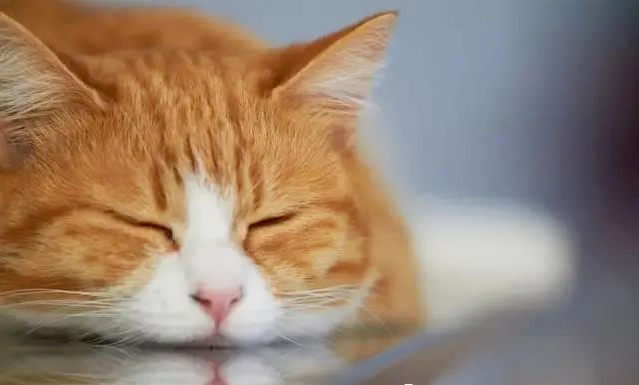 猫咪呕吐物分析(吐粮、吐黄水、吐白沫等等),应对措施