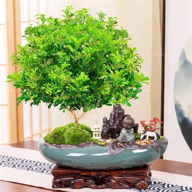 养花知识大全
