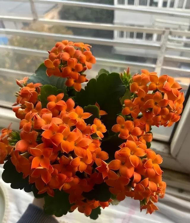 新手也能扦插的3种花，成活率高长势旺，一盆轻松变多盆