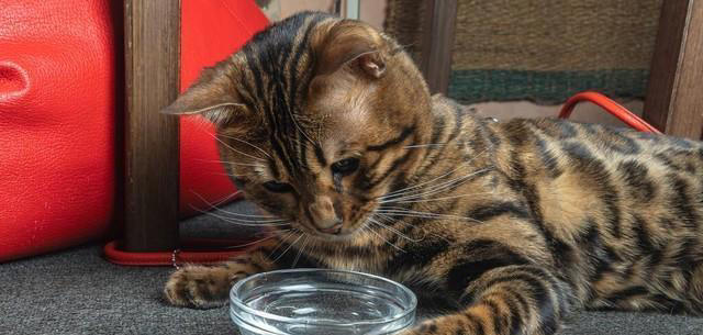 猫咪总喝主人杯子里的水，究竟是被什么吸引