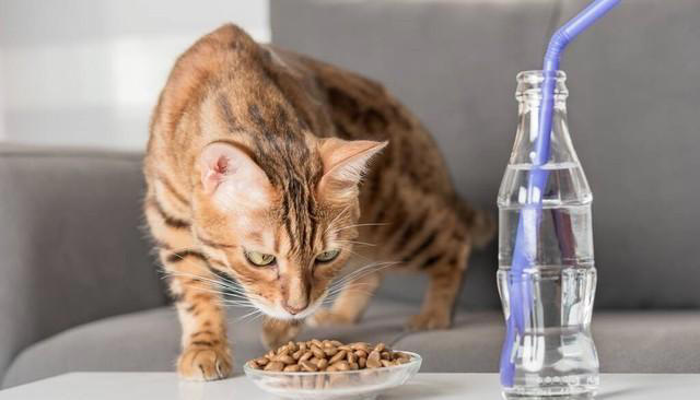 猫咪总喝主人杯子里的水，究竟是被什么吸引