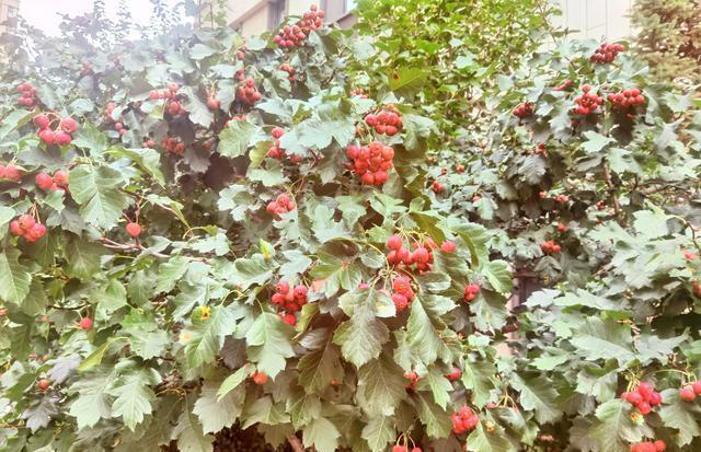 院子最适合种植的10种树，种上几棵，一年四季都有“好果子吃”！