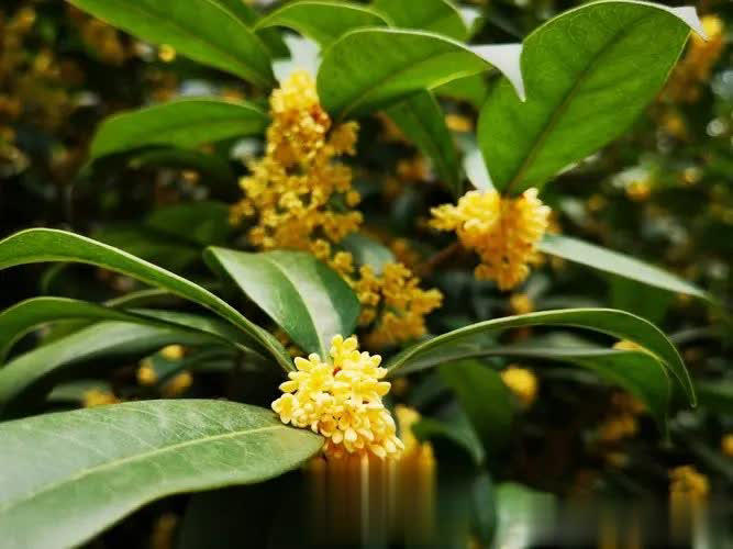不容错过！6种专为院子而生的花树，皮实好养状态美