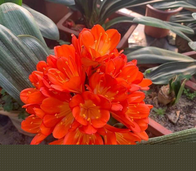 4种开花植物，适合秋冬季节养，摆在阳台，浇水就能开花