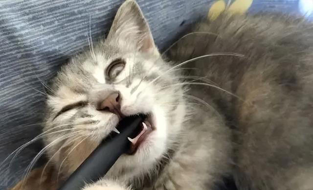 猫咪心声：这9件事，猫咪做梦都想让你知道，别再误会它了！