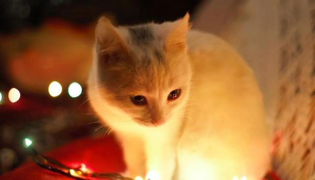 让猫咪感到恐惧的几种行为，你有做过吗？