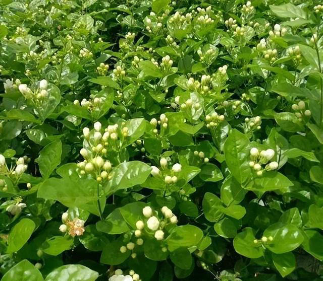 分享5种适合新手的漂亮花，价值丰富惹人爱，是阳台盆栽佳品