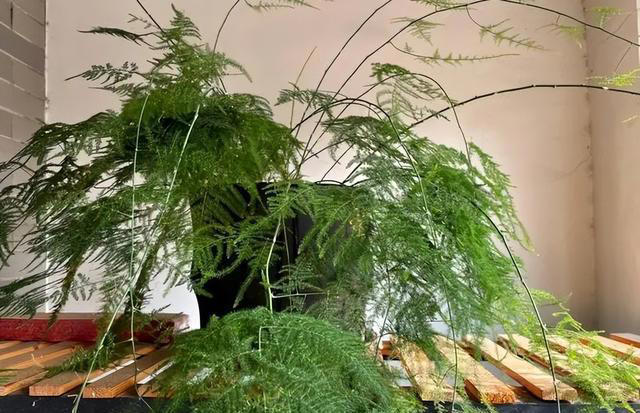适合新手的5种盆栽花卉，精致美观上档次，摆在家里空气更清新