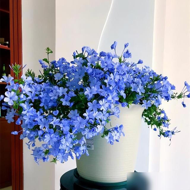 身体不好别养这5种花，不是迷信是经验！