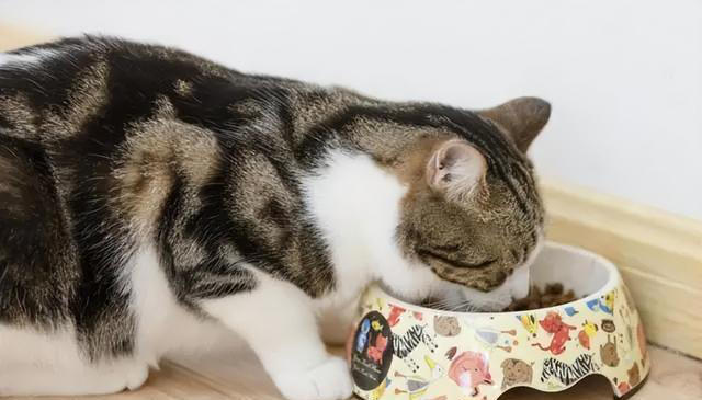 养猫久了才明白，猫咪经常“母鸡蹲”，原来是表达这些意思