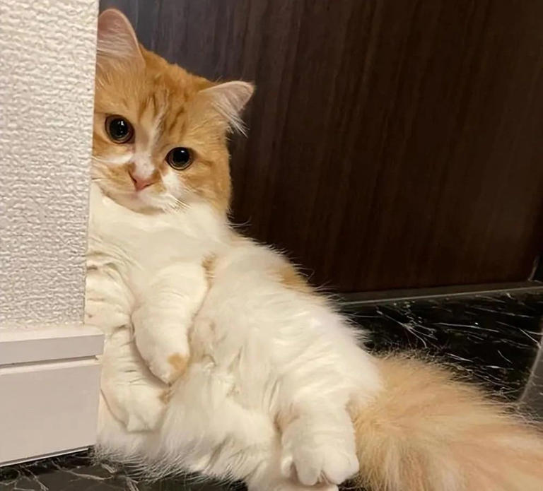 养猫多年才发现，绝育和不绝育的猫区别真的很大！