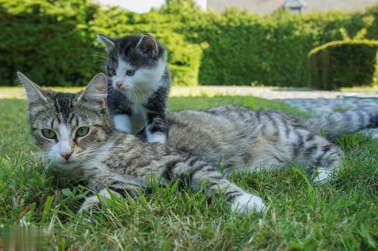 养公猫和母猫的区别，这几点太真实了