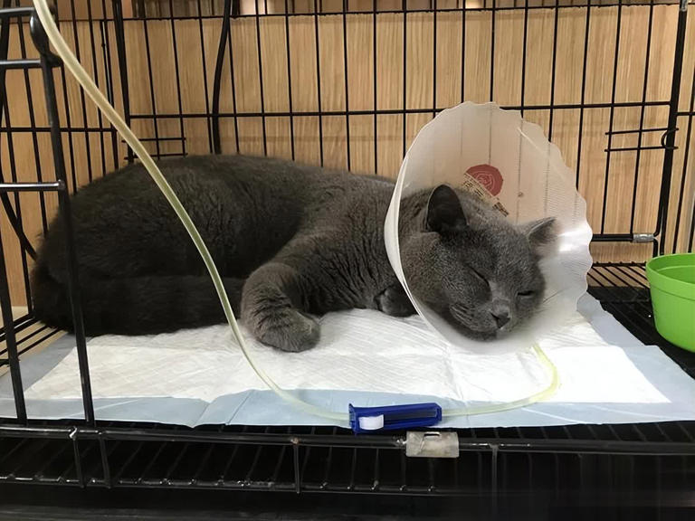 别把猫咪“绝育”好处神圣化，其坏处也不少！