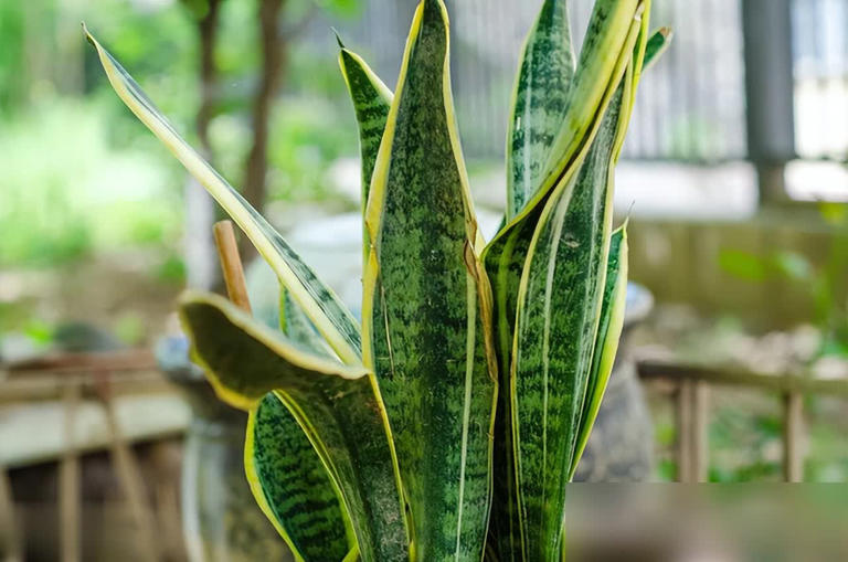 这些花必须小盆养，花盆越大越难成精品