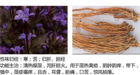 清热燥湿药