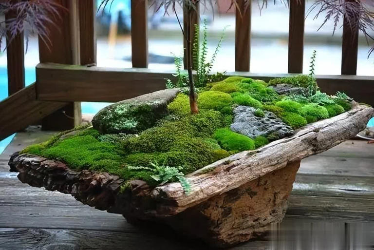 农村常见6种小野花，皮实好养颜值高，养成盆景超上档次