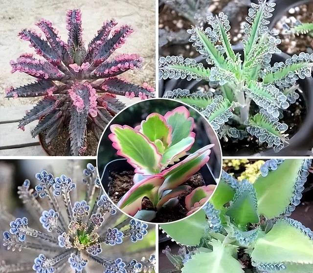 6种洋气花，又名“花坚强”，叶美花独特，唯一的缺点是易泛滥