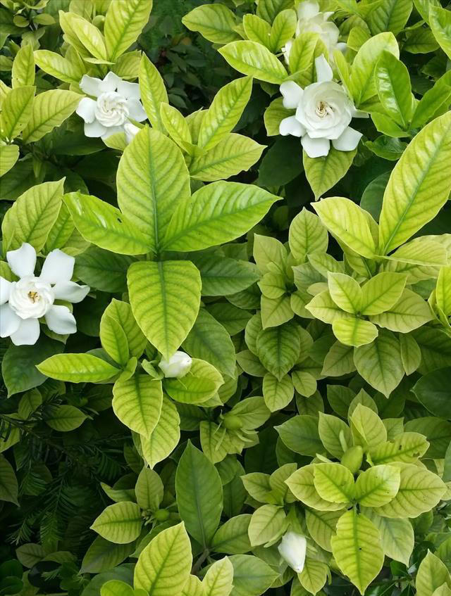 栀子花详细养护技巧，告别黄叶枯叶掉花苞
