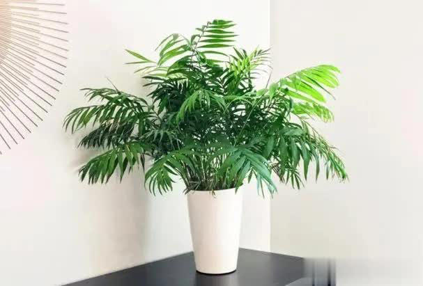 适合居家种植的6种花，寓意吉祥又净化空气，你家养了几种？