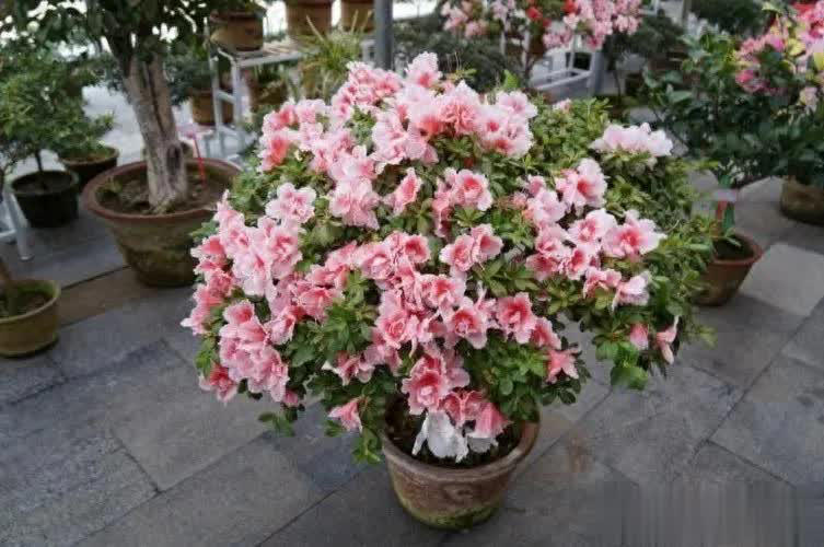 适合居家种植的6种花，寓意吉祥又净化空气，你家养了几种？