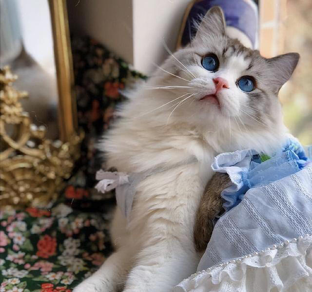 原来布偶猫的呼声这么高,是有那么多优点!