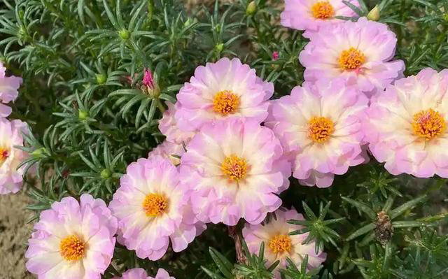 这3种“耐旱花”，别乱浇水，浇水越少开花越艳，长得越旺盛！