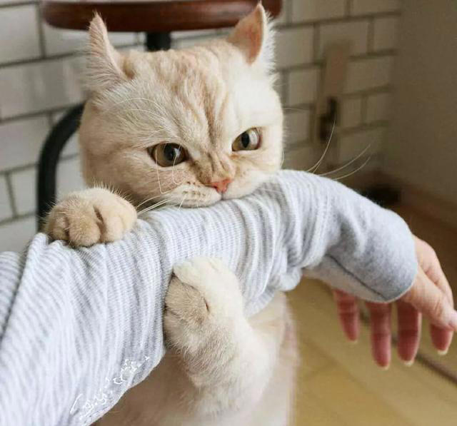 猫咪“轻咬”你，不是没事找事，而是有这7个含义