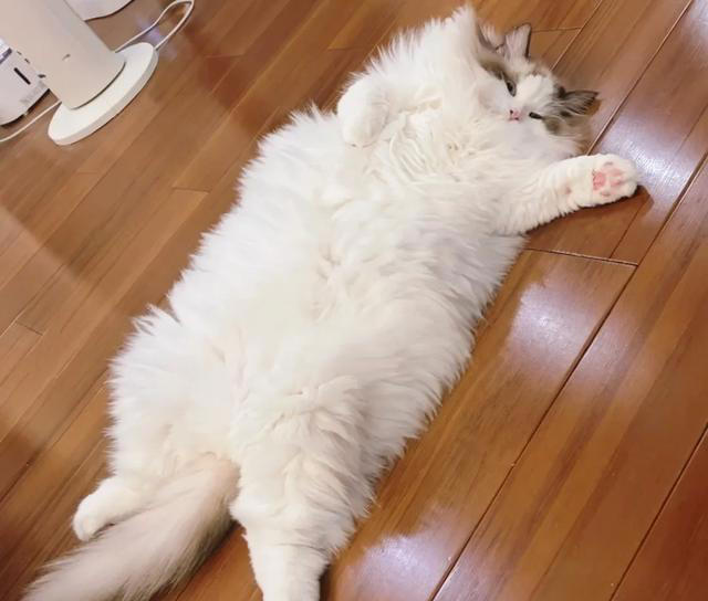 恭喜！猫咪有这些表现，说明你被它“认证”成超棒主人