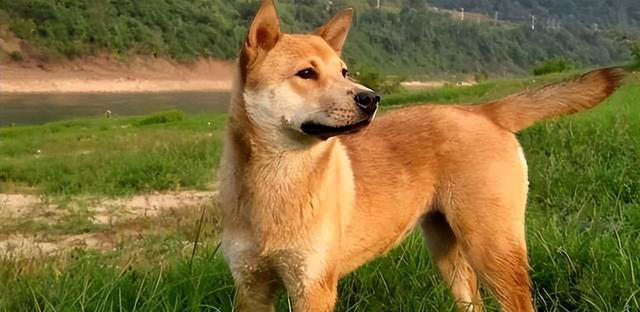 这五种“土狗”你一定都见过！第五种狗有钱也难买