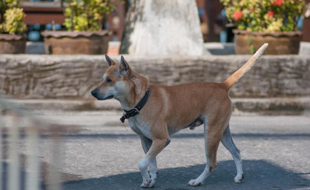 追溯中华田园犬的起源，你真的知道什么样的土狗才是正宗？