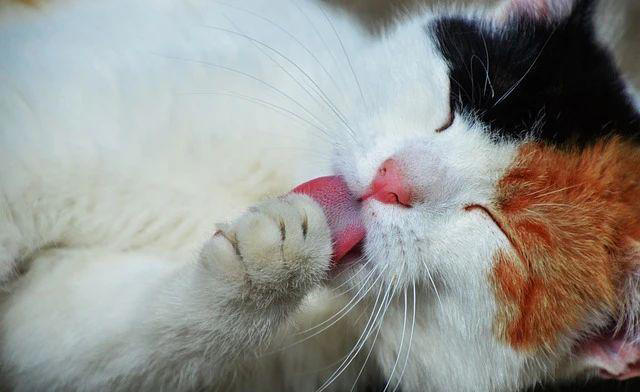 猫咪会自己舔，一直不用洗澡？错！