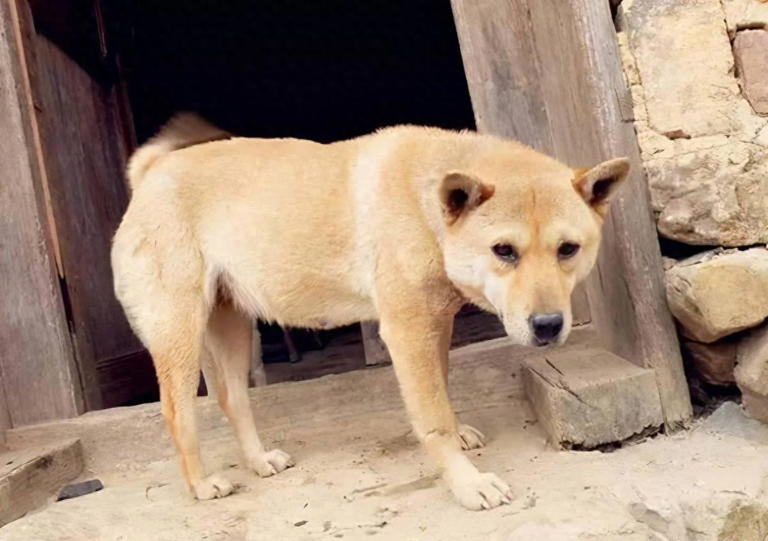 为什么“中华田园犬”会被抛弃? 网友：原因很现实