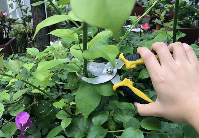 养三角梅，有3个步骤必不可少，开花很快、满枝花苞