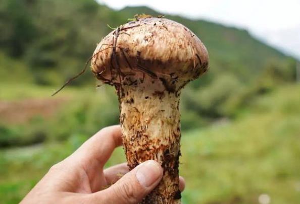 松茸吃了会中毒吗 怎么看松茸坏没坏