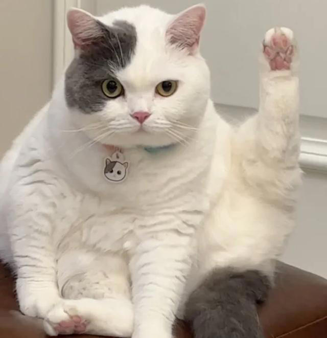 千万别对猫咪做这6件事！相当于精神虐待，做多了它会离家出走