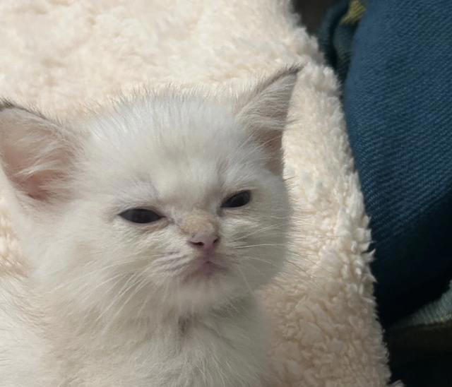 千万别对猫咪做这6件事！相当于精神虐待，做多了它会离家出走