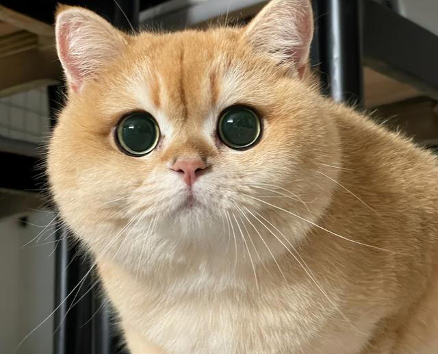 猫咪最讨厌主人摸的3个部位，摸错一个立马翻脸，你碰过几个?